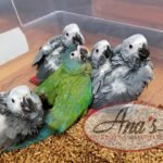 African Grey babies