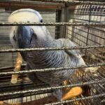 Timneh African Grey