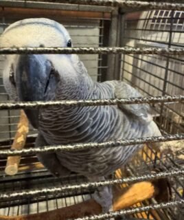 Timneh African Grey