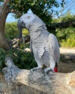 African Grey Parrot For Sale in Kuwait