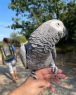 African Grey Parrot For Sale in Kuwait