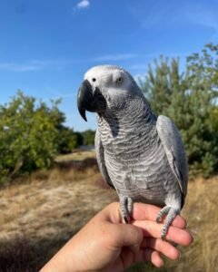 
Congo African Grey