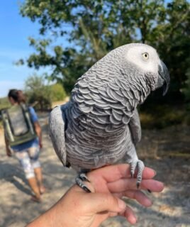 African Grey Parrot For Sale in Kuwait