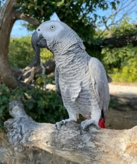 African Grey Parrots For Sale