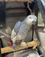 African Grey Parrots For Sale