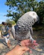 African Grey Parrots For Sale