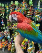 Baby Green-Wings Macaw For Sale