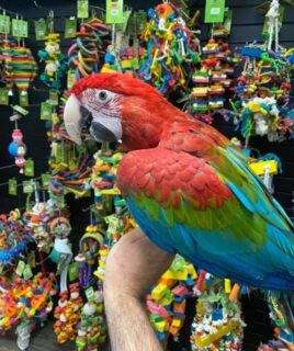 Baby Green-Wings Macaw For Sale