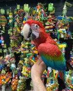 Baby Green-Wings Macaw For Sale