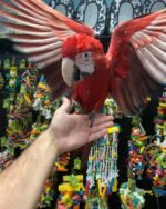Baby Green-Wings Macaw For Sale