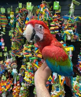 Baby Green-Wings Macaw For Sale