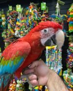 Baby Green-Wings Macaw For Sale