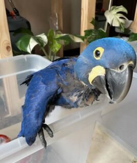 Baby Hyacinth Macaw For Sale