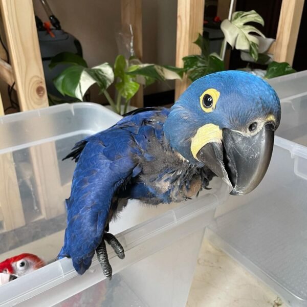 Baby Hyacinth Macaw For Sale