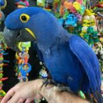 Baby Hyacinth Macaw For Sale