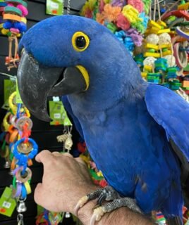 Baby Hyacinth Macaw For Sale