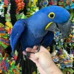 Baby Hyacinth Macaw For Sale