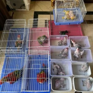 Baby Macaw Breeders