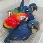 Baby Macaw Breeders