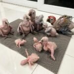 Baby Macaw Breeders