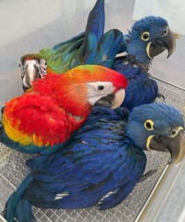 Baby Macaw Breeders