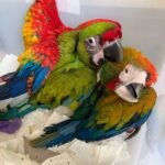 Baby Macaw Breeders