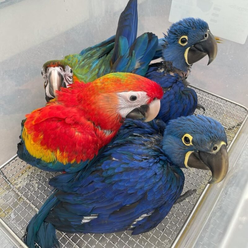 Baby Macaw Breeders