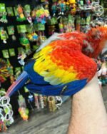 Baby Scarlet Macaw For Sale in Kuwait
