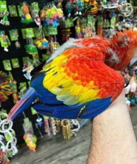 Baby Scarlet Macaw For Sale in Kuwait