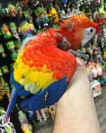 Baby Scarlet Macaw For Sale in Kuwait