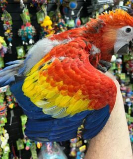 Baby Scarlet Macaw For Sale in Kuwait