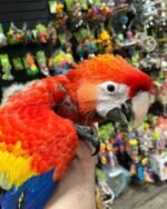 Baby Scarlet Macaw For Sale in Kuwait