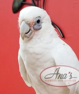 Bare-Eyed Cockatoo
