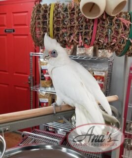 Bare-Eyed Cockatoo