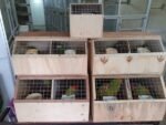 Birds For Sale in Kuwait