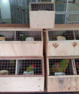 Birds For Sale in Kuwait