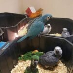 Birds For Sale in Kuwait