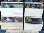Birds For Sale in Kuwait