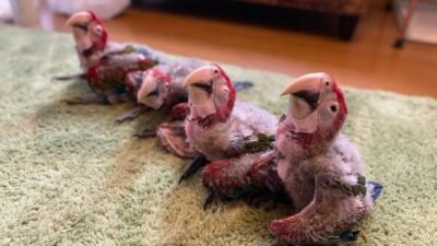 Buy Parrots Online