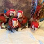 Buy Parrots Online