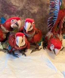 Buy Parrots Online