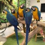 Buy Tame Parrots Online