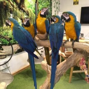 Buy Tame Parrots Online