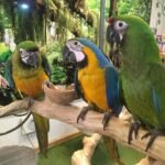 Buy Tame Parrots Online