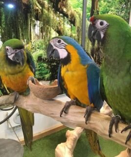 Buy Tame Parrots Online