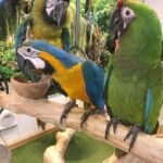 Buy Tame Parrots Online