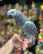 Cheap African Grey Parrots For Sale Near Me