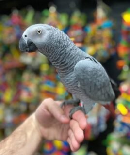 Cheap African Grey Parrots For Sale Near Me
