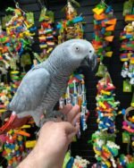 Cheap African Grey Parrots For Sale Near Me