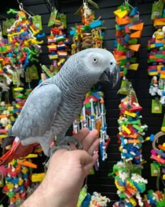 Cheap African Grey Parrots For Sale Near Me